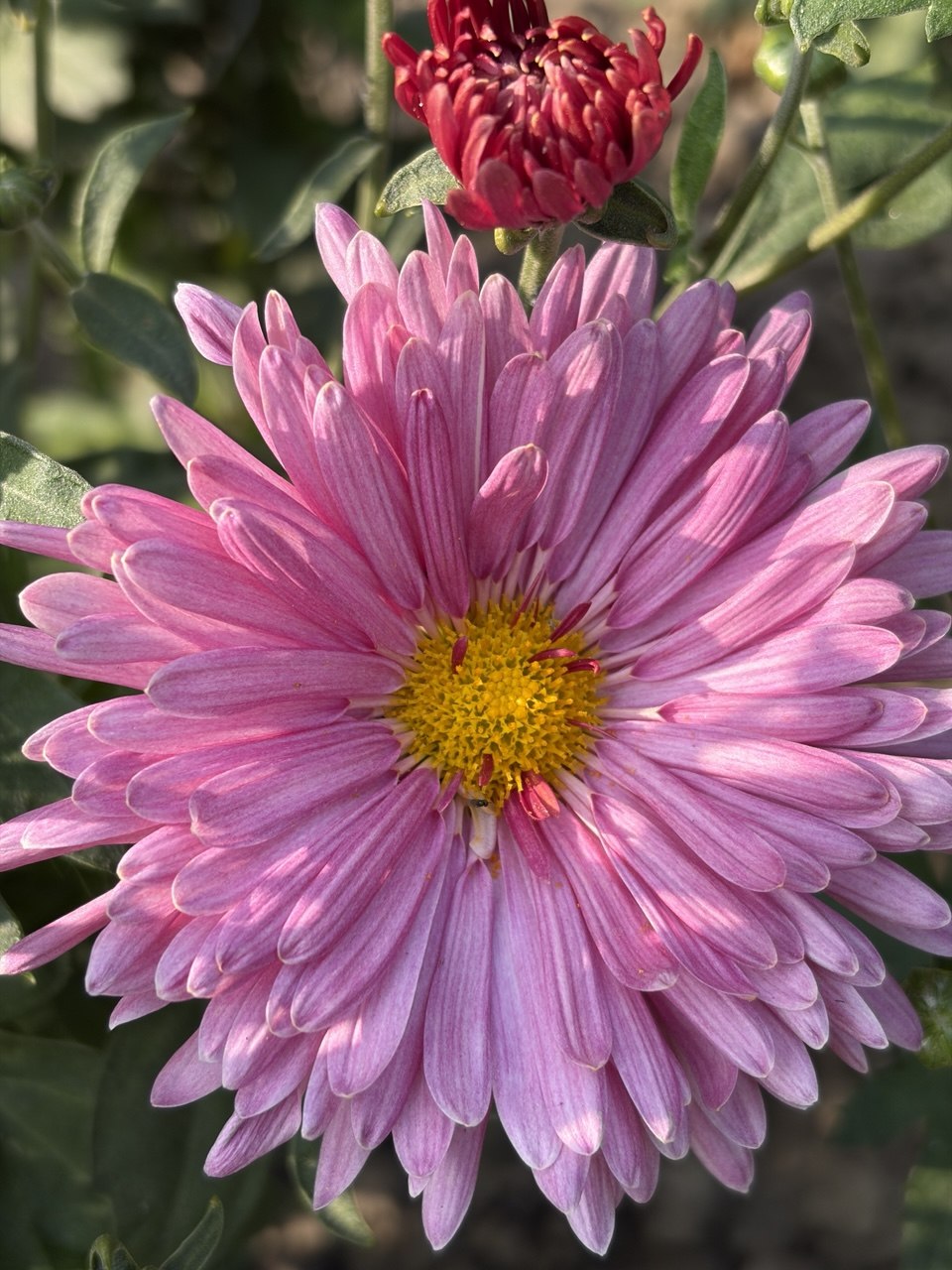 Bloom