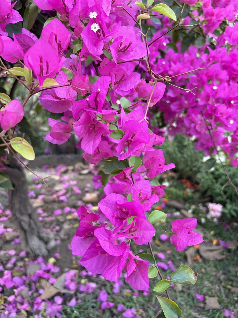 Vibrance